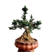 凤米黄杨盆景龙鳞黑珍珠雀舌米叶皱皮造型名贵树苗室内外常青绿植