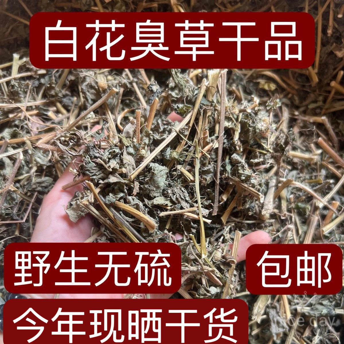 野生白花臭草干品 新鲜包邮 白花香草清热止血臭草咸虾花草霍香蓟