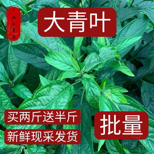 大青叶新鲜/干品 全株/纯根500G 包邮 臭路边青树 中草药材