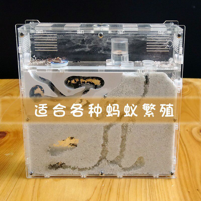 Pets Ant Queen Kingdom Living creatures Ant Castle Workshop Castle Arched Acrylicin the Pet/Pet food and supplies , Reptile/Insects and supplies Ming , Ant Mania  category - from Buy2taobao.com to provide professional Taobao agent buy service