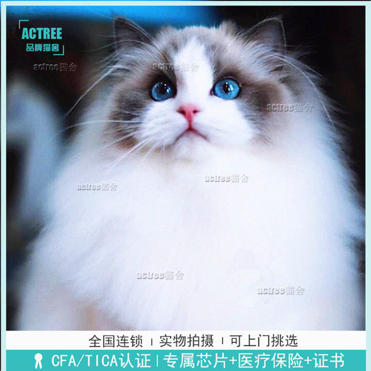 纯种布偶猫活体幼猫纯种宠物猫赛级仙女猫缅因猫活物加菲猫幼崽