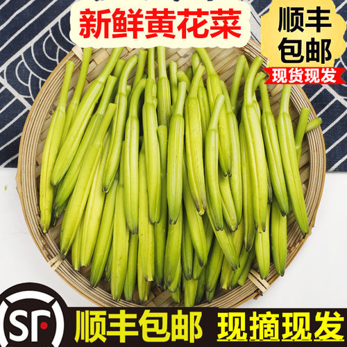 新鲜黄花菜产地直销食用蔬菜