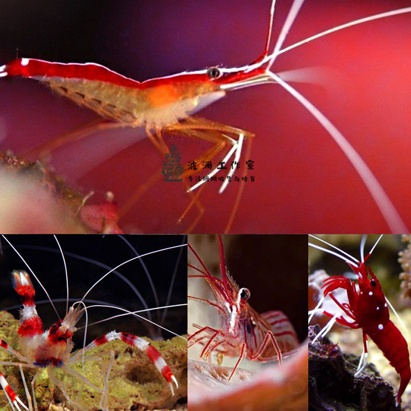 假绵羊虾机械虾薄荷虾吃垃圾葵食藻虾活体海水生物海缸观赏缸顺丰