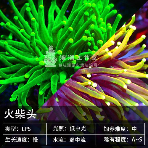火柴头珊瑚沙巴绿活体珊瑚圣杯