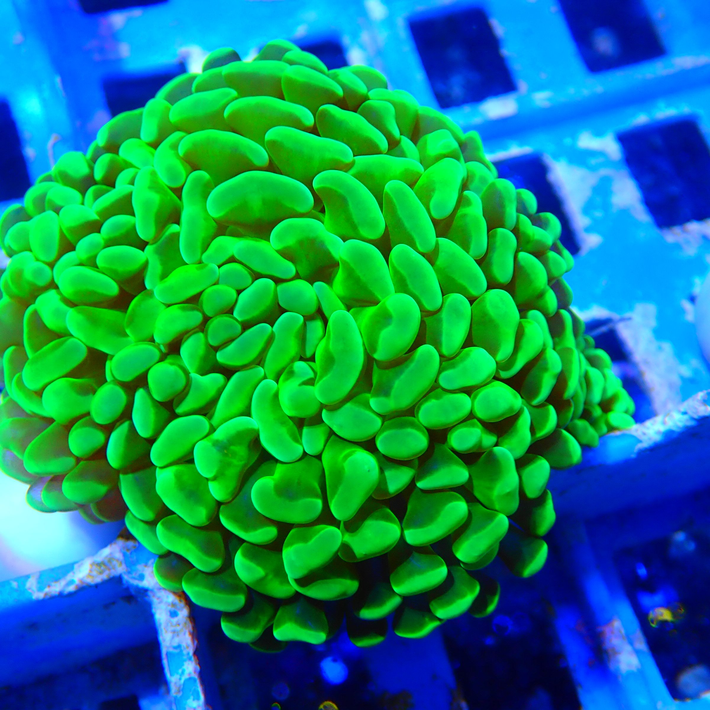 榔头珊瑚绿荧光双色紫玫瑰金榔头金色猪腰 提子海水软体珊瑚lps