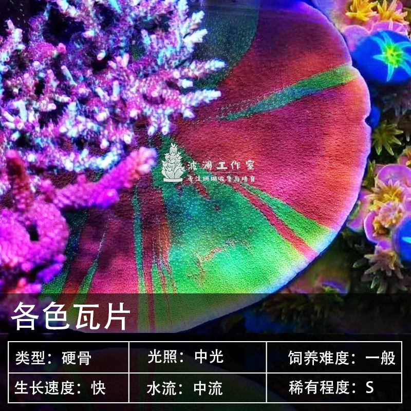 印尼红瓦片活体断枝M属人工LPS SPS海水族缸活物硬骨珊瑚双色 宠物/宠物食品及用品 珊瑚/海葵 原图主图