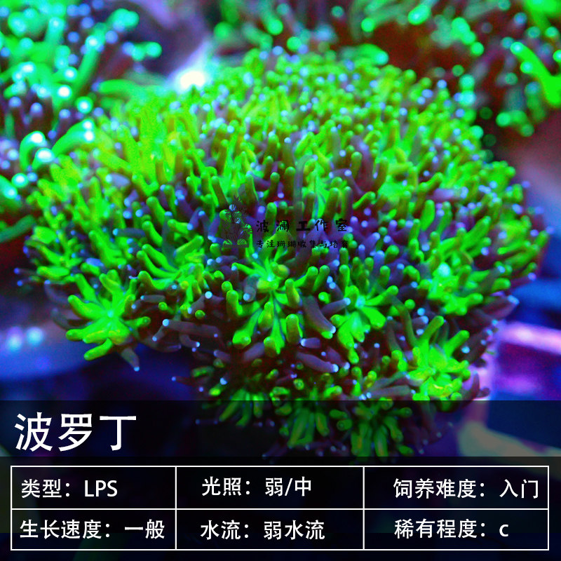 菠萝丁 珊瑚活体 海水鱼波罗丁生物珊瑚鱼缸快递发货包活带骨骼
