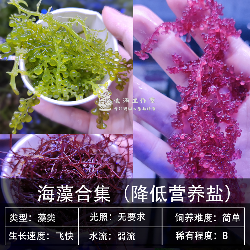 海水生物吸收NO3PO4可喂食吊类