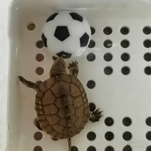 乌龟专用足球多尺寸迷你足球鱼缸摆件金鱼戏水玩具乌龟自嗨神器