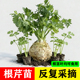 正宗地中海根芹苗菜苗四季 山东寿光疙瘩芹菜苗大苗带土盆栽阳台