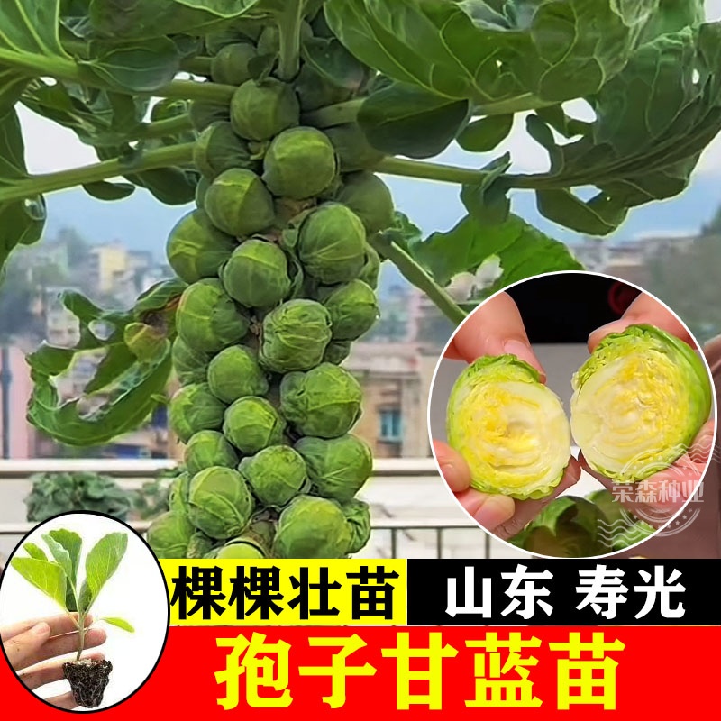 孢子甘蓝苗山东寿光四季蔬菜苗