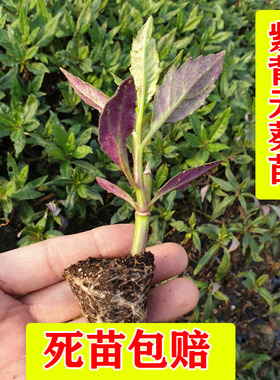 紫背菜苗紫背天葵秧苗特色各种蔬菜苗秧苗观音菜红背菜血皮菜苗子