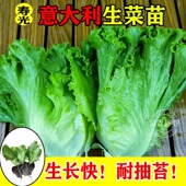 意大利生菜苗秧苗生吃生菜苗四季 盆栽阳台种植蔬菜苗生菜种苗