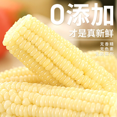 新鲜采摘东北粘糯玉米