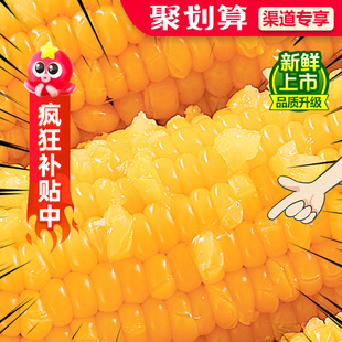 【官方推荐】玉米新鲜糯玉米新鲜非即食粘糯真空减黏餐肥甜糯玉米