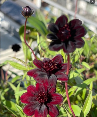 暖暖半岛“巧克力秋英”盆栽苗宿根多年生耐热耐寒植物