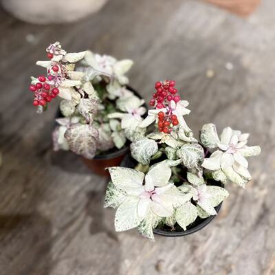 花叶数珠珊瑚绿植盆栽室内软装