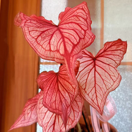 彩叶芋新品草莓千禧观叶盆栽