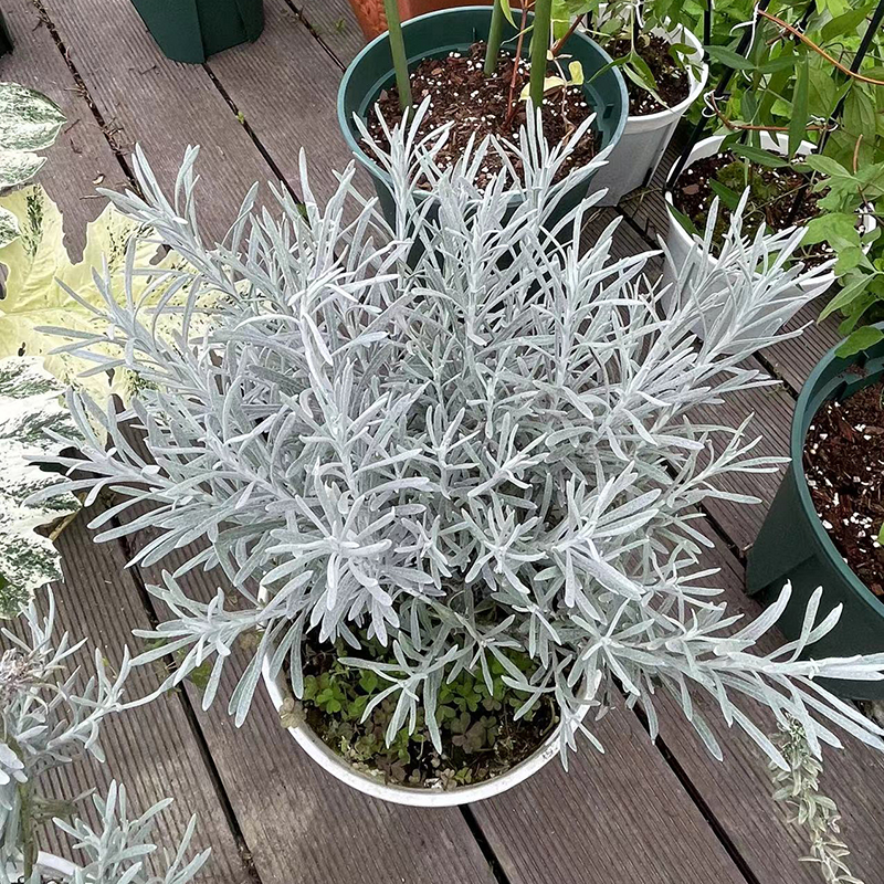 暖暖半岛 冰锥蜡菊 多年生银色系铁丝网植物耐寒耐热花境组盆寄植