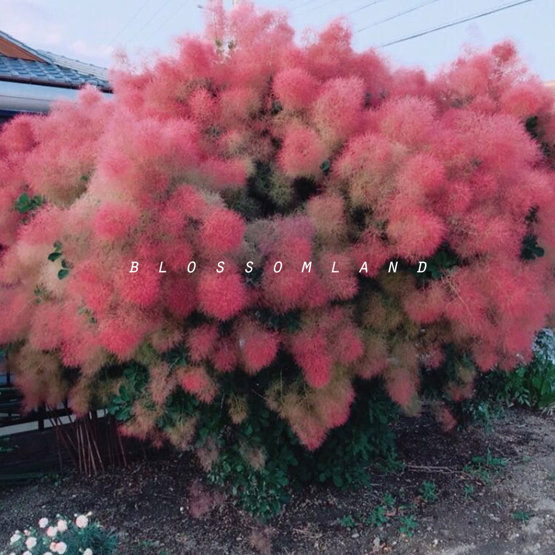 暖暖半岛 烟树 法国进口庭院树黄栌耐阴耐寒乔木北方可地栽