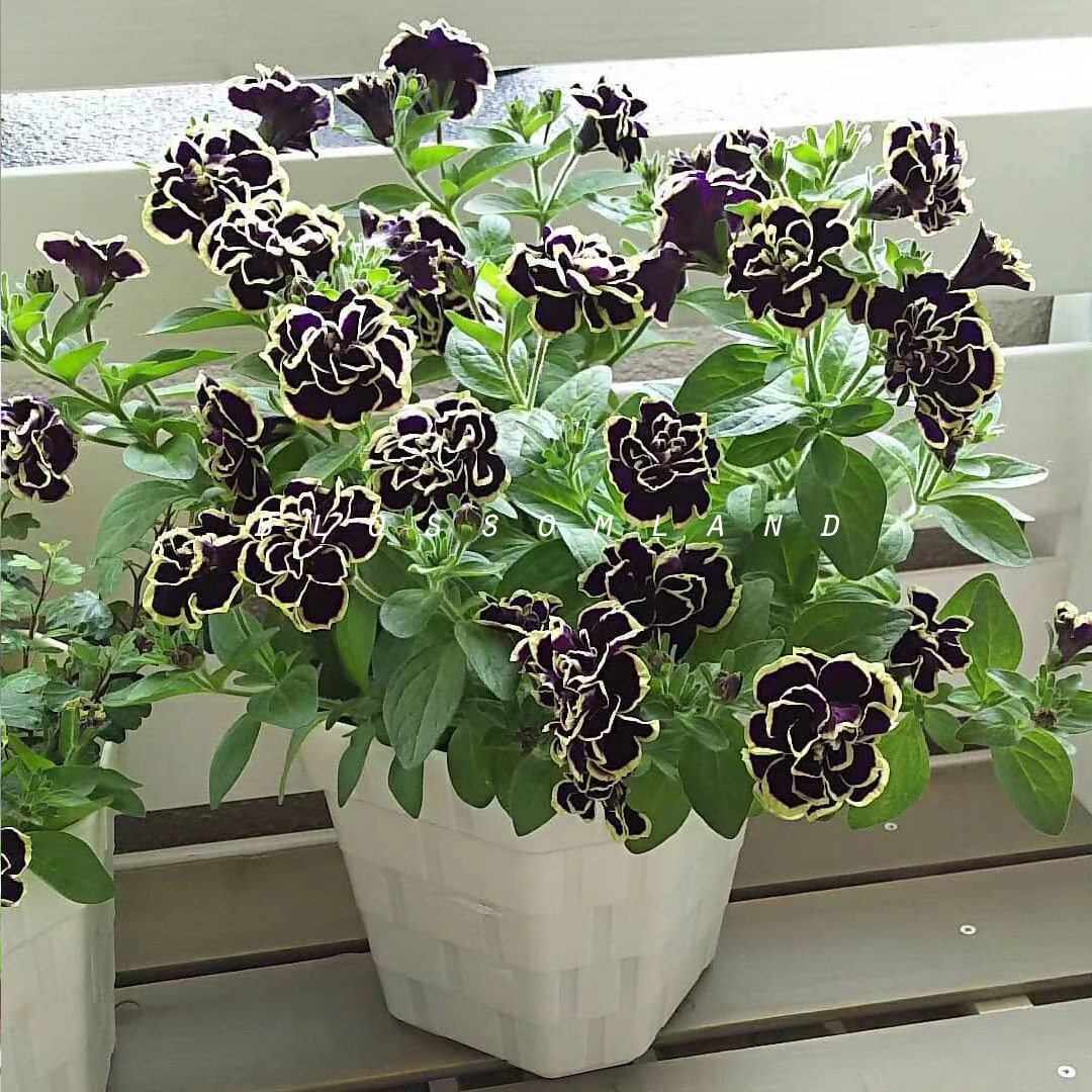 暖暖半岛 花衣矮牵牛 黑珍珠红水晶蓝染花边网红品种阳台盆栽垂吊