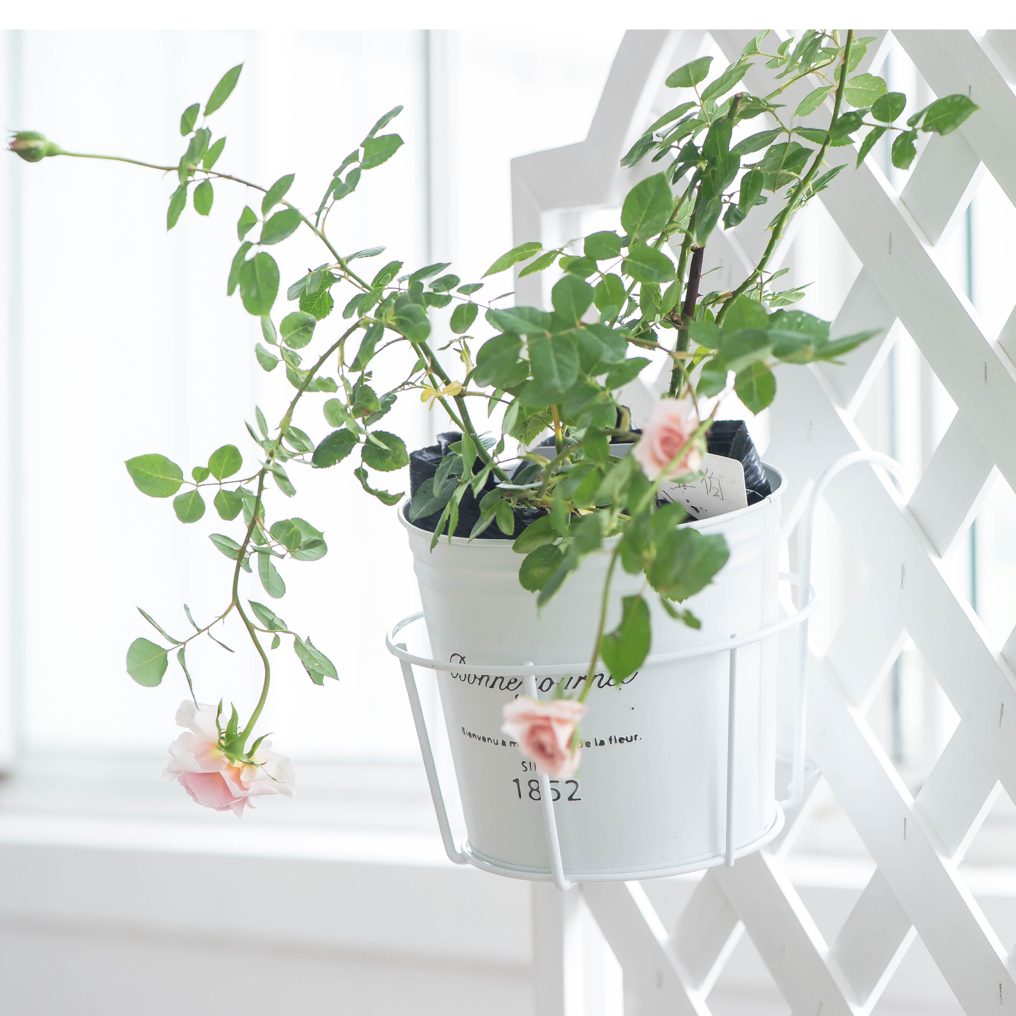 暖暖半岛 空中花园 铁丝挂篮圆花盆铁艺花架阳台栏杆壁挂铁架|ruв категории доставка цветов/цветок моделирования/растения садоводства, ваза/цветок/горшок/цветок (новый), горшок - от Buy2taobao.com для оказания профессиональной услуги покупки агента Taobao