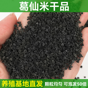 葛仙米干货特色美食湖北恩施特产葛鲜米新货高档食材食品颗粒均匀