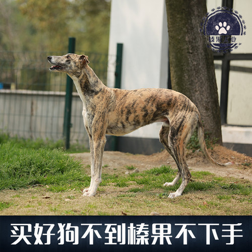 又名格力犬,原产于中东地区, 是世界上奔跑速度最快的狗。成年犬身高68-76公分，体重27--32公斤。格力犬是极难得的纯种犬。近代世界公认澳洲灵缇最为优秀，各国赛狗均选自澳洲。