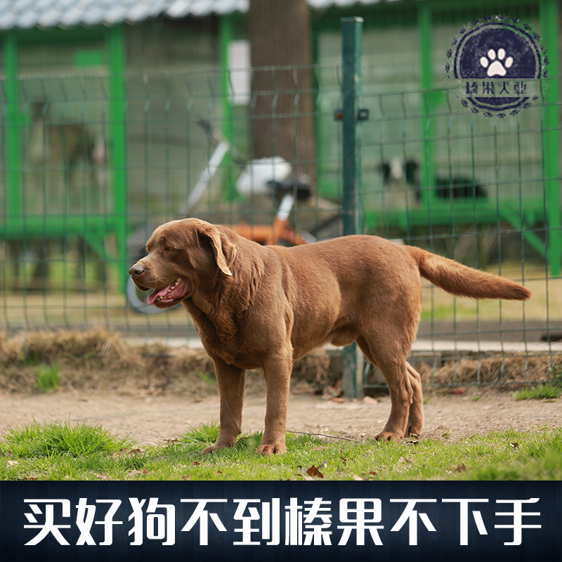 【榛果犬业】上海最大专业宠物养殖！巧克力色拉布拉多对外配种