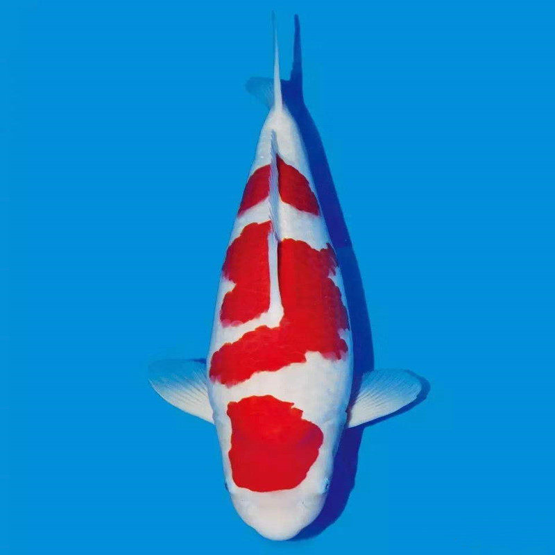 进口日本鱼红白大正昭和锦鲤活体纯种观赏鱼精品风水鱼包邮包活