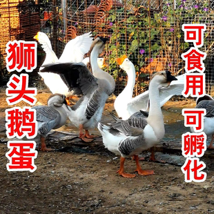 纯种灰色白色狮头鹅种蛋可孵化受精蛋大体型巨型受精蛋新鲜包邮