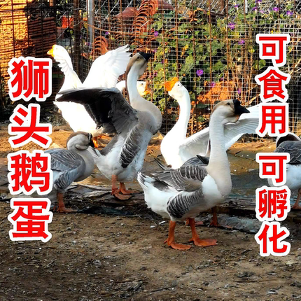 纯种灰色白色狮头鹅种蛋可孵化受精蛋大体型巨型受精蛋新鲜包邮