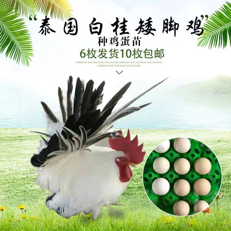 纯种小体型宠物鸡观赏鸡矮脚鸡白桂鸡可孵化种蛋受精蛋10枚包邮