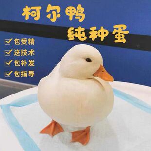 网红宠物鸭柯尔鸭s级种蛋受精蛋可孵化种蛋纯白异色黑魔法师系列