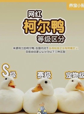 网红宠物鸭柯尔鸭s级种蛋受精蛋可孵化种蛋纯白异色黑魔法师系列
