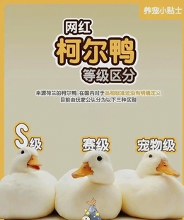 网红宠物鸭柯尔鸭s级种蛋受精蛋可孵化种蛋纯白异色黑魔法师系列