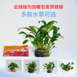 鱼缸造景真水草植物多款可选小水榕懒人新手简单易养增添一抹绿意