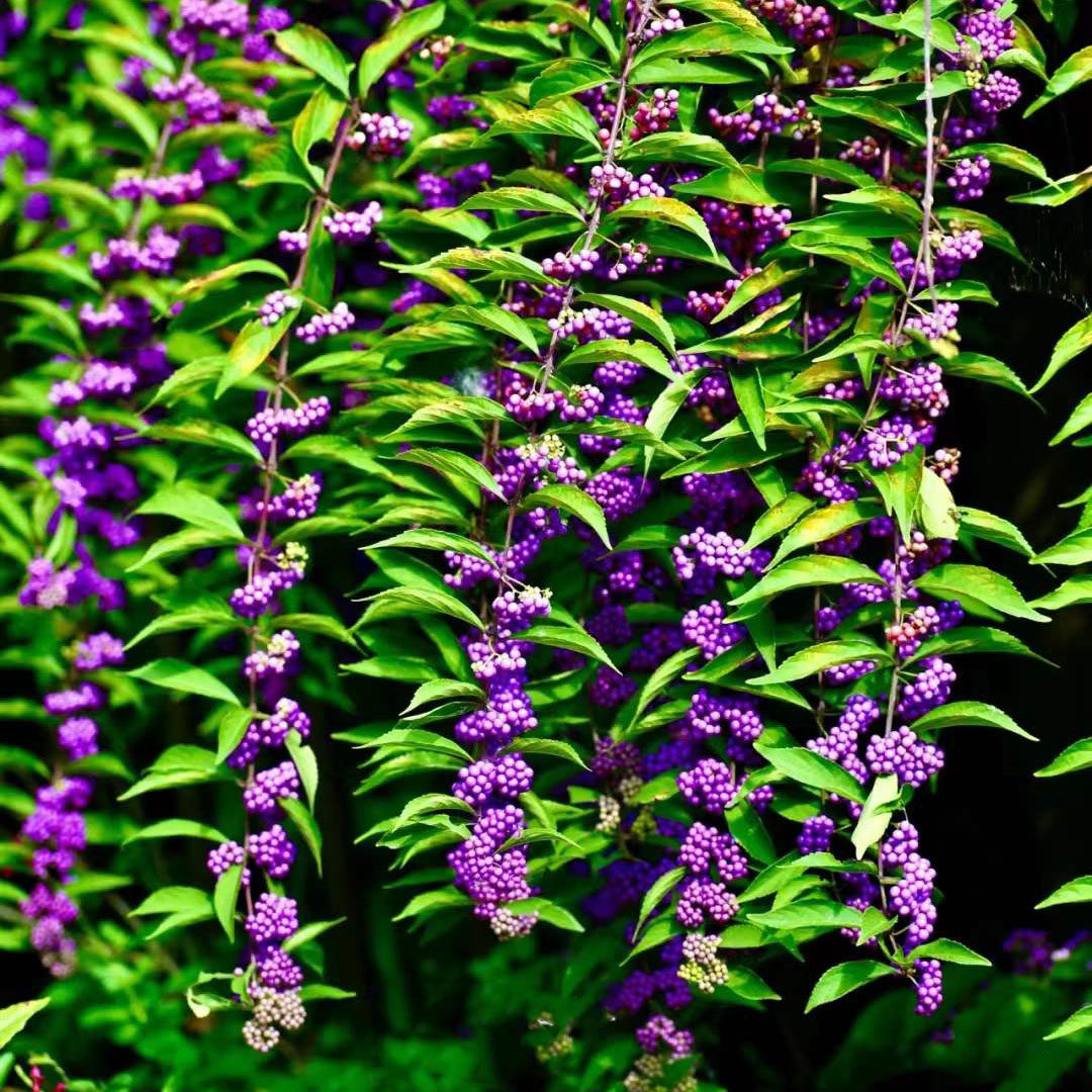 花叶紫珠观果花灌木盆栽阳台庭院多年生耐寒耐热耐晒紫色皮实好养