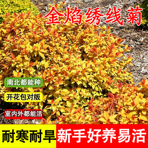 金焰绣线菊耐寒耐热南北可种