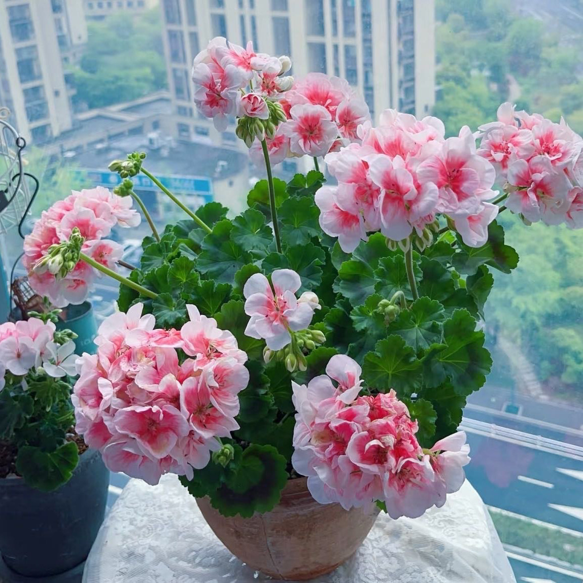 大花天竺葵盆栽花苗带花苞发货多年生阳台庭院时令草本花卉植物