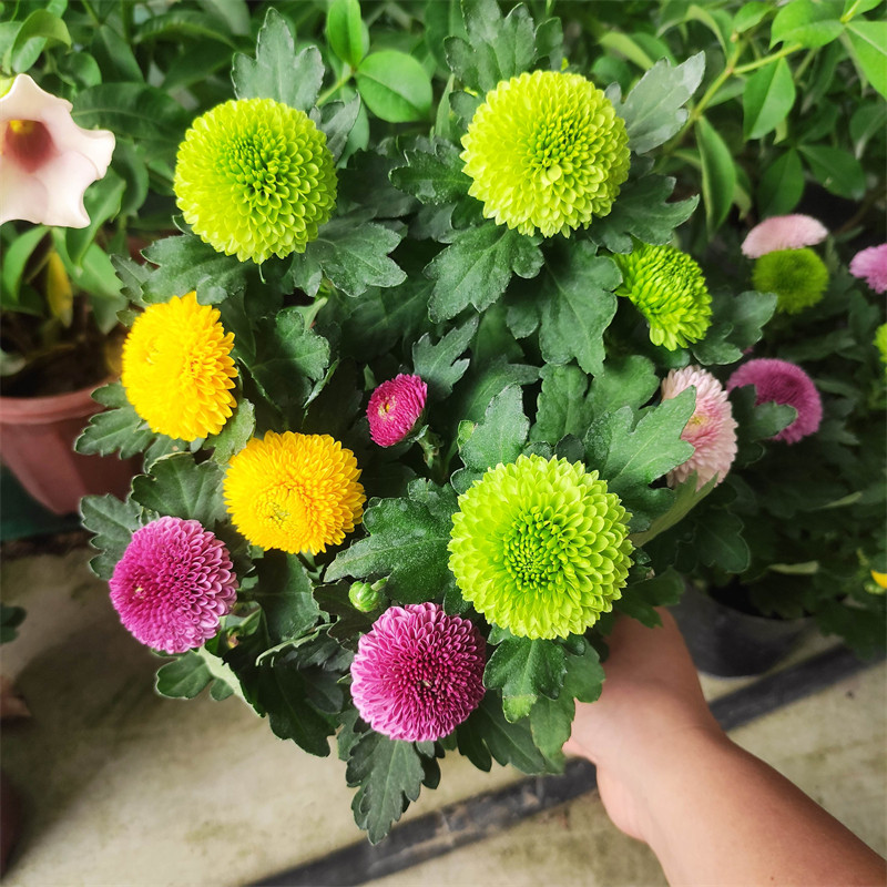 五彩虹乒乓球菊盆栽精品成品带花阳台庭院微型花卉带花苞植物包邮