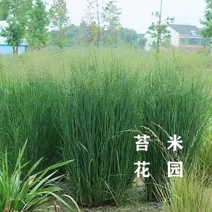重金属柳枝稷盆栽多年生耐寒耐热庭院观赏草花镜背景植物直立性强
