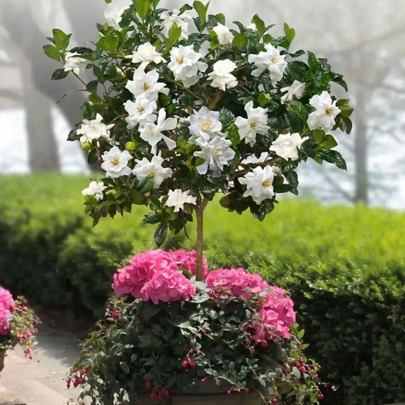 盆栽栀子花棒棒糖花园花镜庭院阳台花卉栀子花多年生耐寒耐热香气