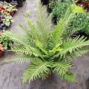 富贵蕨盆栽大型室内观叶蕨类植物老桩富贵蕨喜阴喜湿盆栽老庄蕨