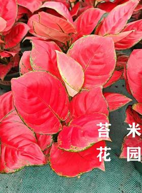 吉利红盆栽室内观叶彩叶绿植如意皇后 玛丽安万年青盆栽白色如意