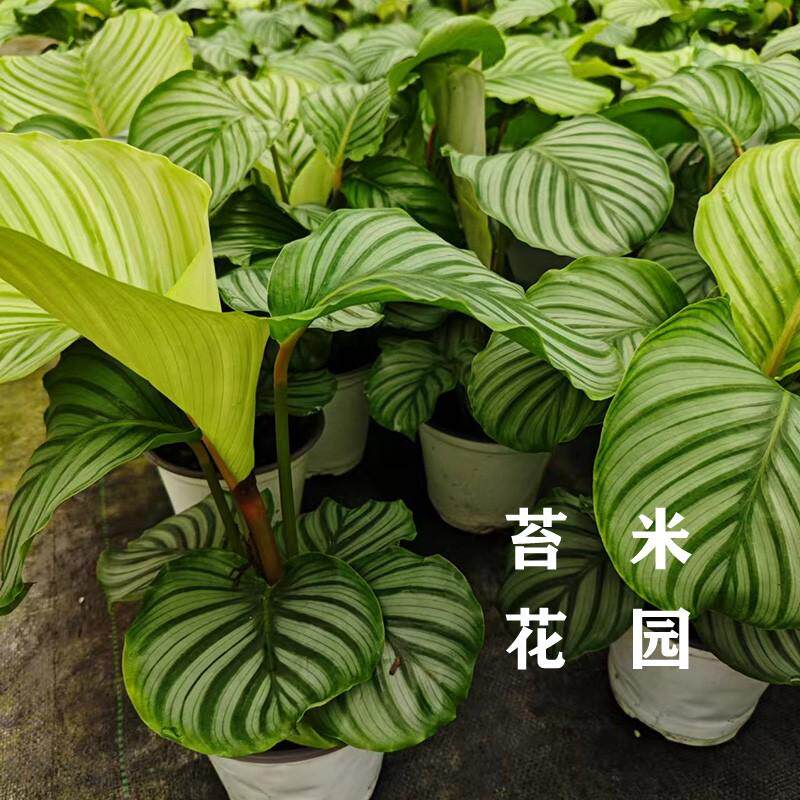 新品室内观叶绿植盆栽竹芋青苹果叶蝉孔雀飞羽玫瑰翠叶青纹竹芋