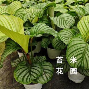 新品室内观叶绿植盆栽竹芋青苹果叶蝉孔雀飞羽玫瑰翠叶青纹竹芋