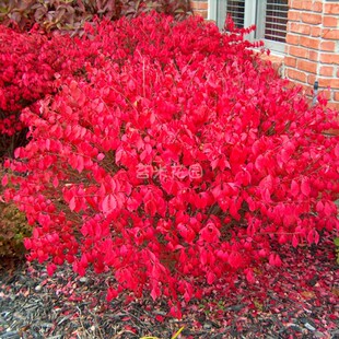 多年生耐寒耐热观叶植物火焰卫矛盆栽庭院阳台彩叶花卉冬季颜色红