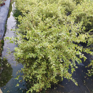 花叶香桃木盆栽多年生耐寒耐热庭院灌木球花园彩叶观叶四季常绿