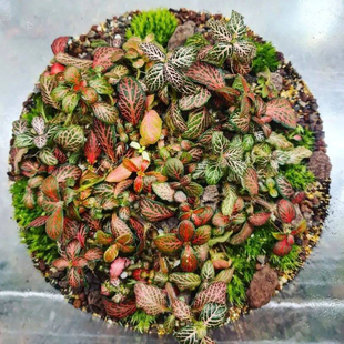 桌面小盆栽网纹草微景观组合盆栽奇趣小植物墙体绿化红绿网纹草